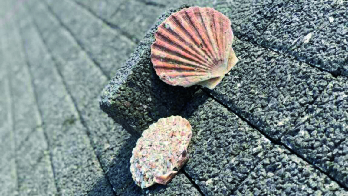 Straatsteen Coquillage met sint-jakobsschelpen